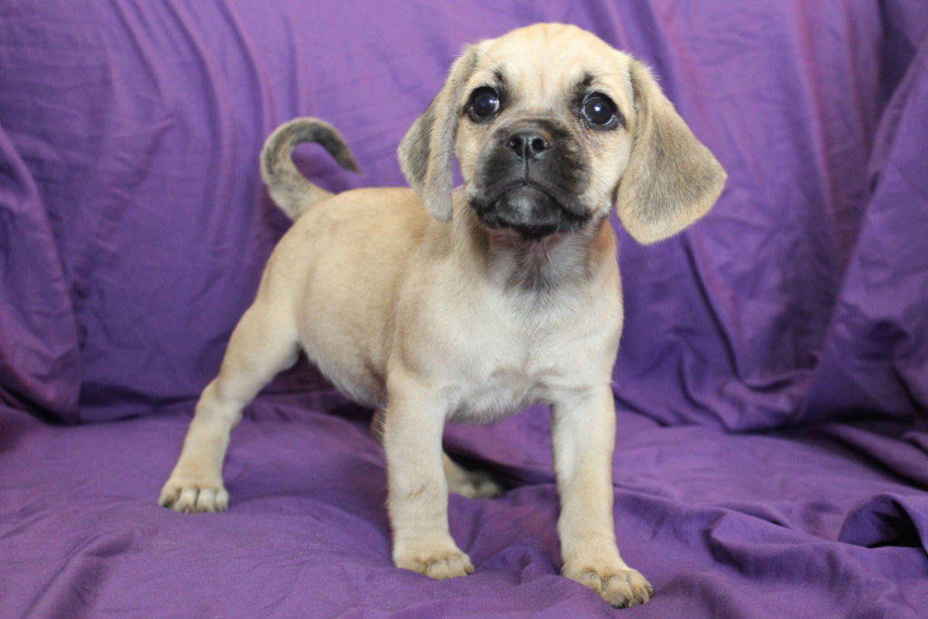 Available Puggle Puppies for Sale