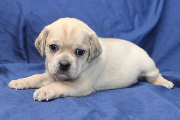 Available Puggle Puppies for Sale - PuggleBaby.com